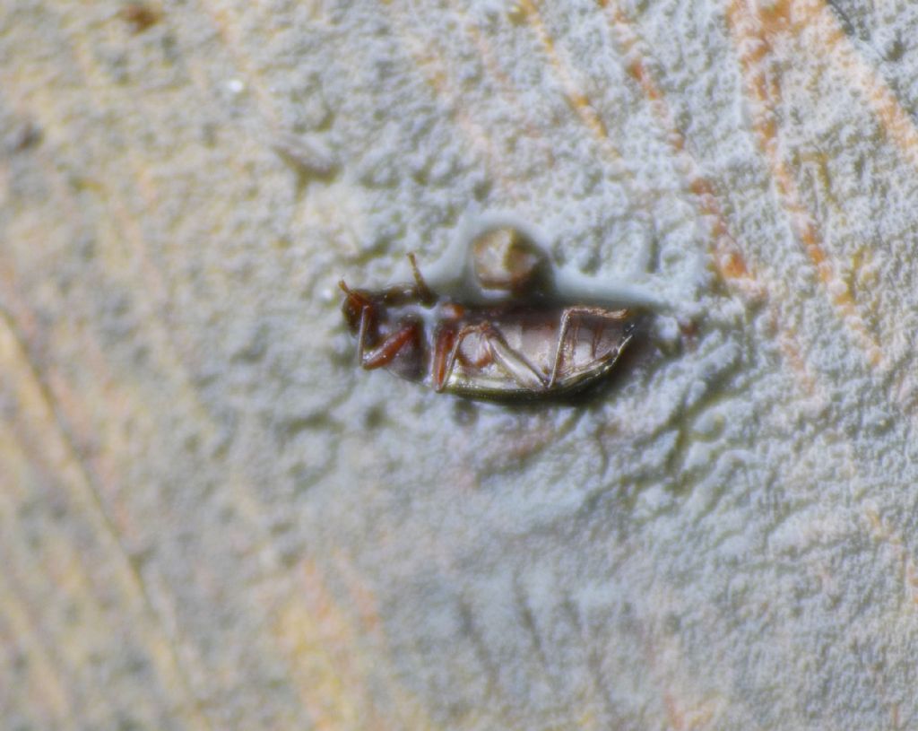 Tenebrionidae:  cfr. Stenomax aeneus